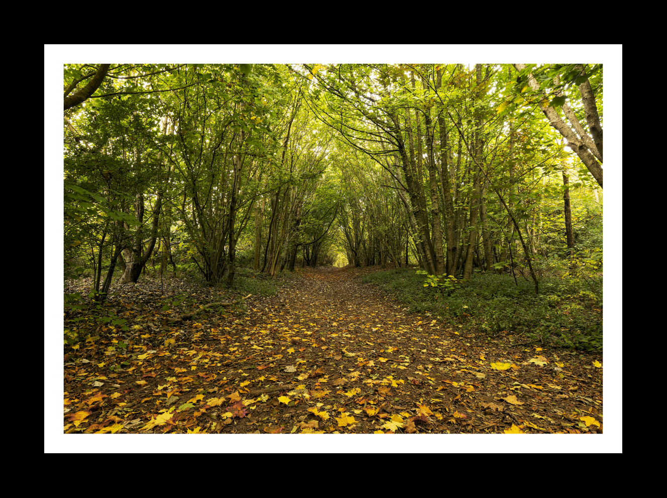 Autumn Leaves at Stanmer Park -10