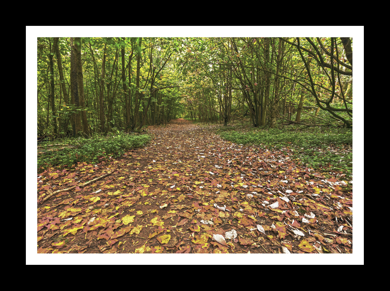 Autumn Leaves at Stanmer Park -5