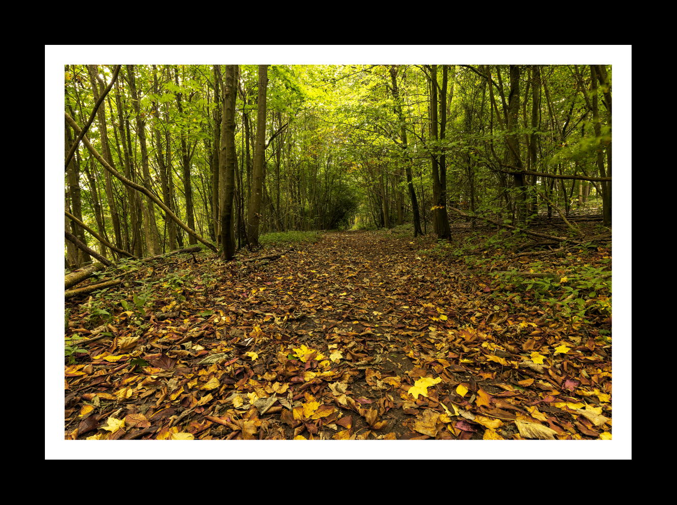 Autumn Leaves at Stanmer Park -7