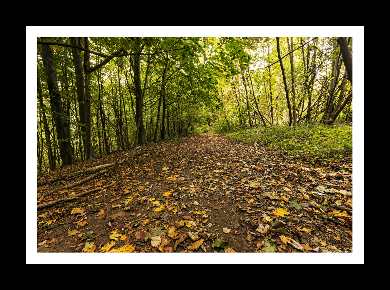 Autumn Leaves at Stanmer Park -6