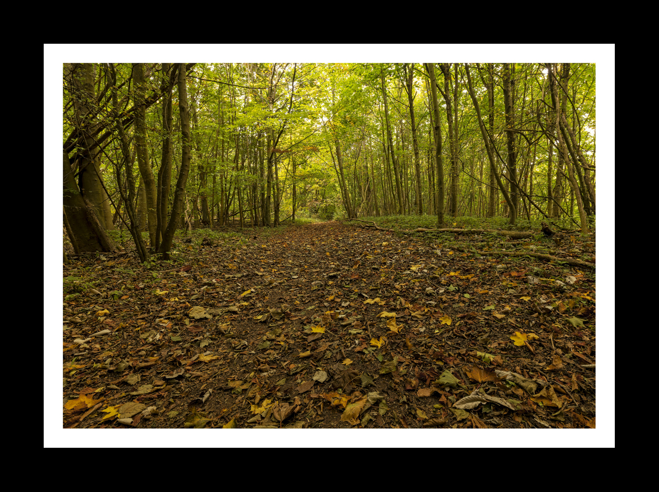 Autumn Leaves at Stanmer Park -8