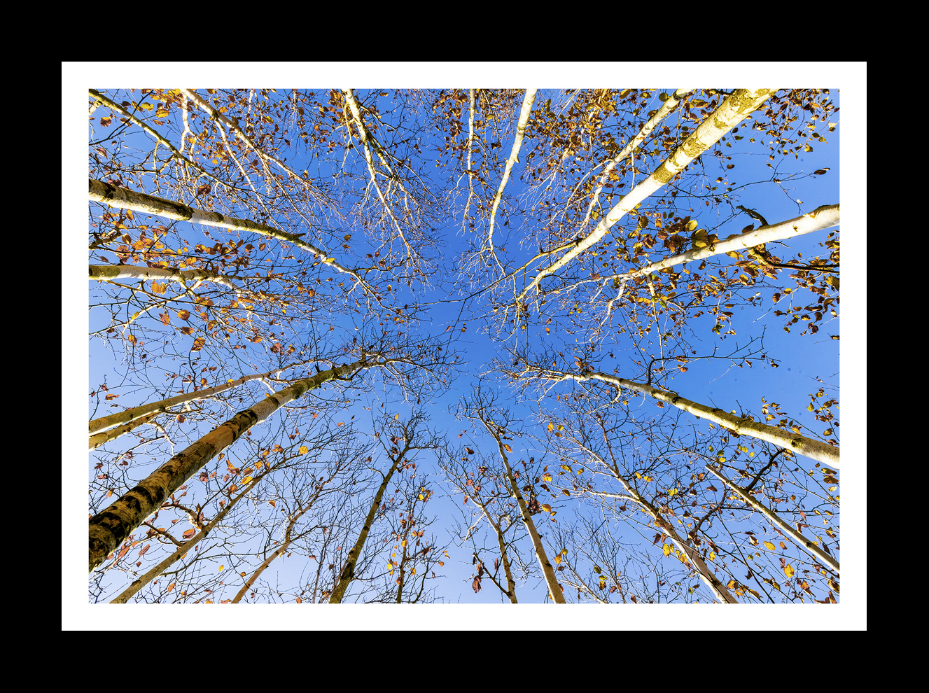 Autumn Reaching for the Sky