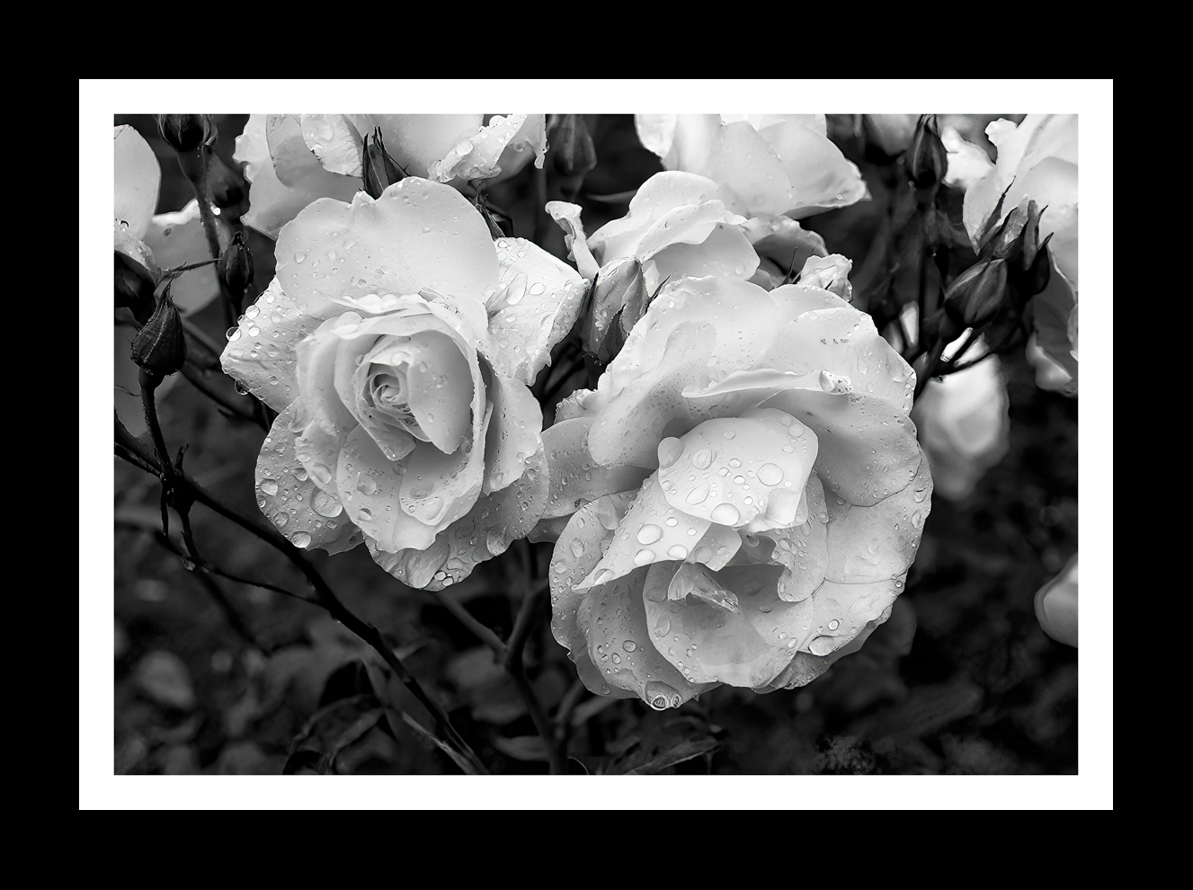 Flowers Rose -2