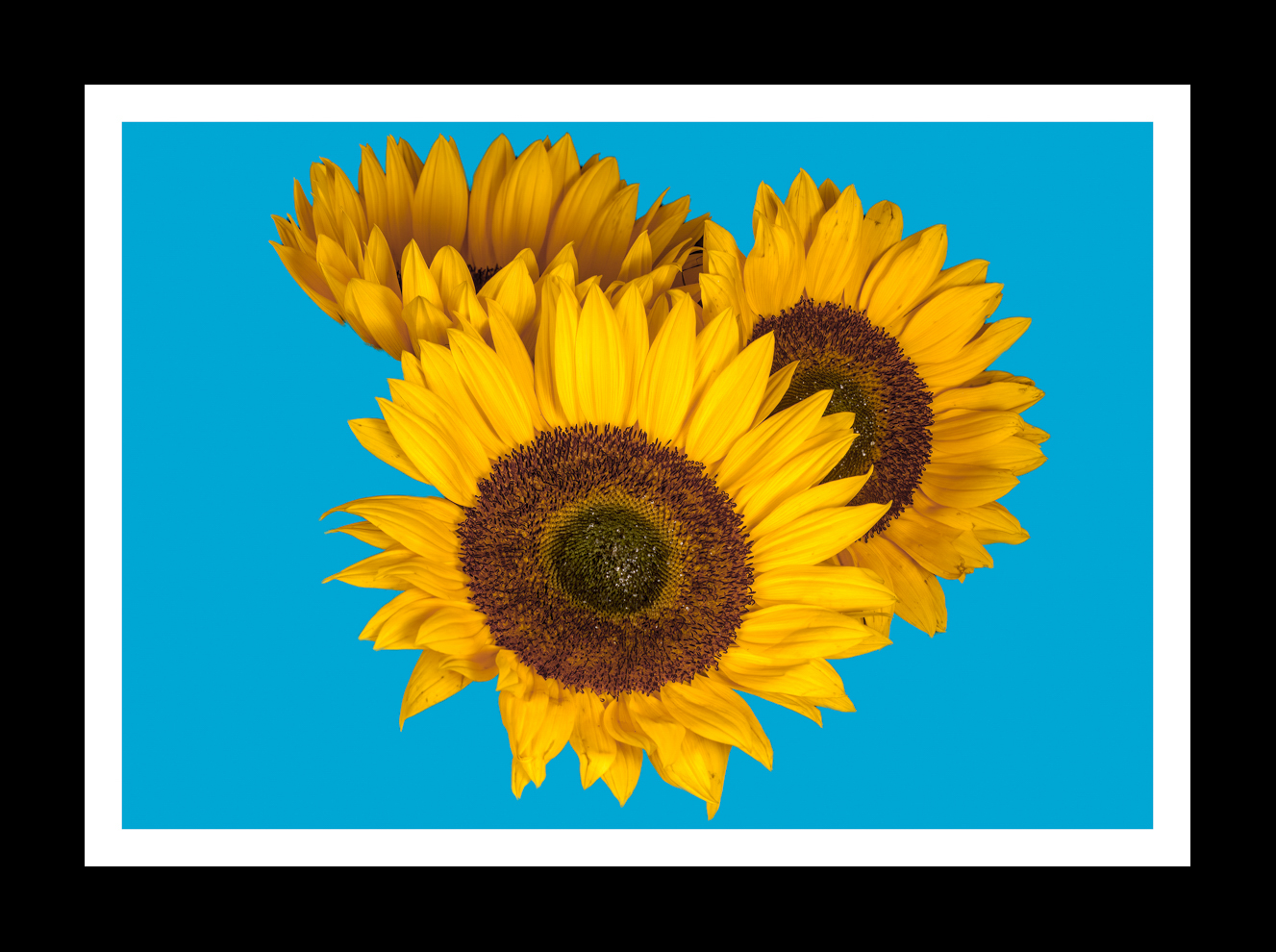 Flowers Sunflowers -1